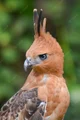 Javan-Hawk-Eagle 