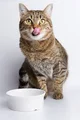 A hungry cat