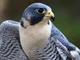 Peregrine Falcon 