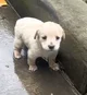 Homeless puppy