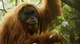 Tapanuli Orangutan 