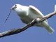 White Bellbird