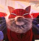 Spider-Cat