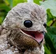 Great Potoo