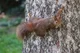 A squirrel 3