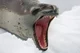 Leopard Seal