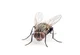 Mosca