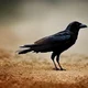 Crow