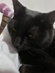 Copy cat