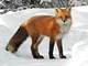 Red Fox