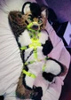 Furry in a Harness