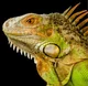 Green Iguana