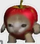 Apple cat