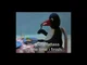 pingu runs away
