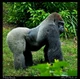 Big booty gorilla