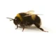 Male Bumblebee