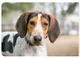 Coonhound