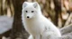 Feral arctic fox