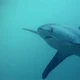 Thresher shark