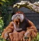 orangutan