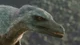 Velociraptor 1