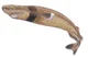 Cookie Cutter Shark