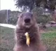 Crop eater groundhog