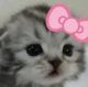zhucha 