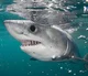Porbeagle shark