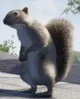 Squirrel simulator