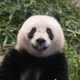 Panda Xiang Xiang