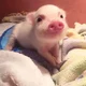 Baby Piggy 