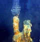 Hydrothermal vent