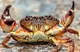 crab