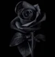 The Black Rose