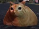 Pablo the Racing Cat