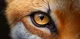 Fox eyes