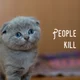 Evil kitten