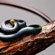 Ring necked snake