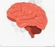 Brain 