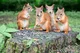A group of squirrels