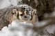American Badger 