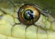 Snake eyes