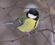 titmouse