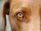 Dog eyes