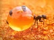 Honeypot Ant
