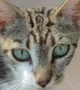 Lonely Cat