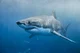 Great White Shark