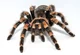 a tarantula