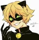 cat noir 